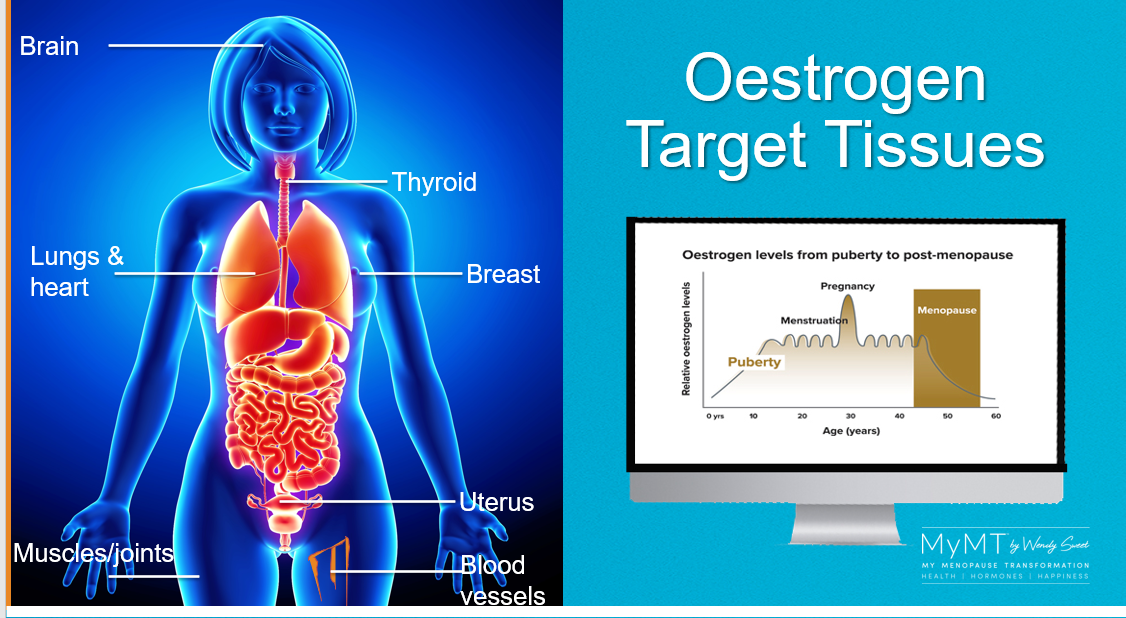 Oestrogen Target Tissues Slide
