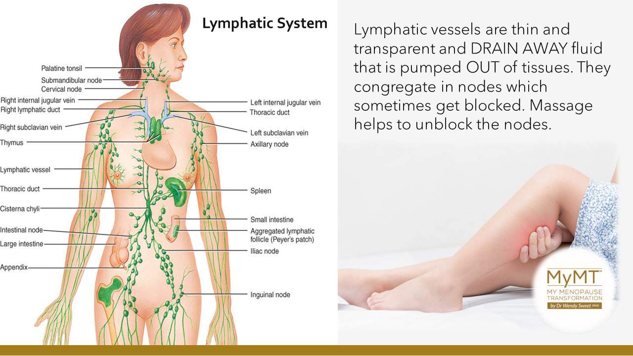 Diagram showing what causes menopause swelling and menopause and puffy ankles.