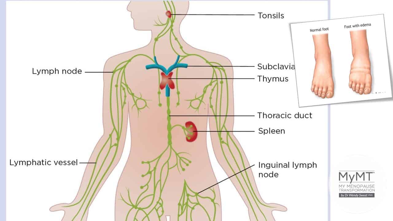 Swollen Ankles Fluid Retention And Your Changing Lymphatic System In Menopause My Menopause Transformation