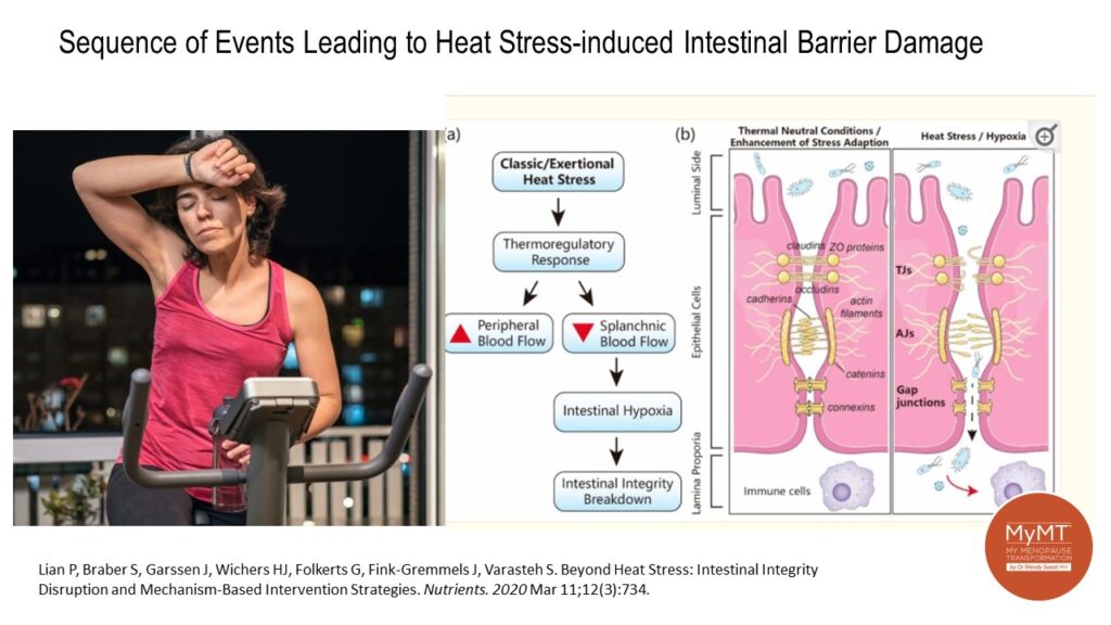 Beyond Hot Flushes Heat and your Leaky Gut in Menopause My Menopause Transformation