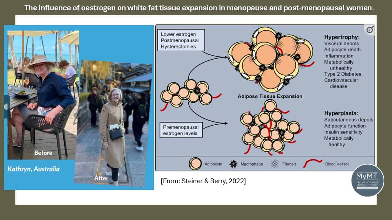 Diagram of influence of oestrogen on post menopause weight gain