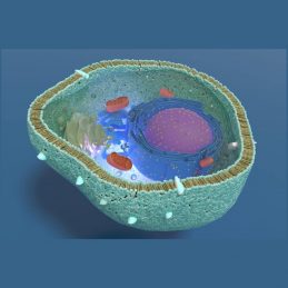 Mitochondria Mitochondria
